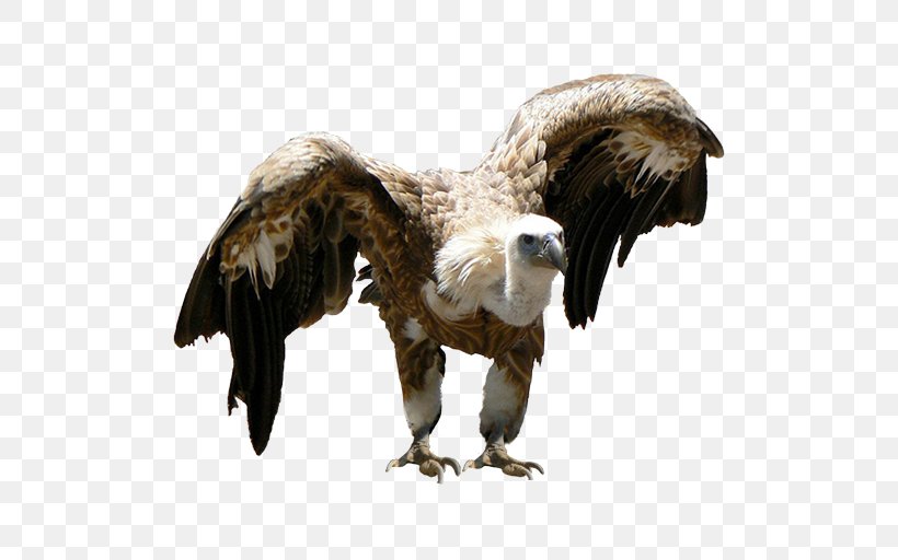 Bald Eagle Vulture Beak Feather, PNG, 512x512px, Bald Eagle, Accipitriformes, Beak, Bird, Bird Of Prey Download Free