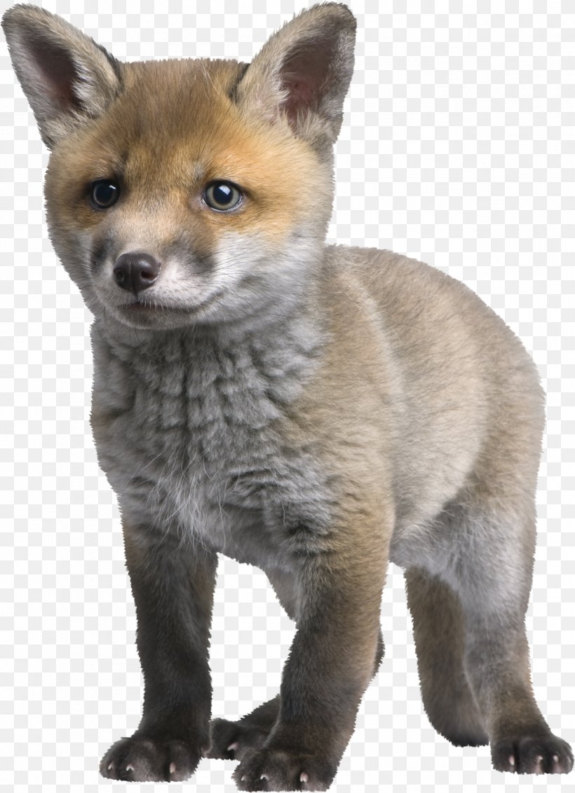 Red Fox Arctic Fox Puppy Photography, PNG, 1262x1743px, Red Fox, Animal, Arctic Fox, Carnivoran, Cushion Download Free