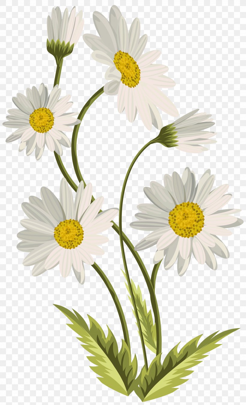 Common Daisy Art Clip Art, PNG, 4861x8000px, Common Daisy, Annual Plant, Art, Art Museum, Aster Download Free