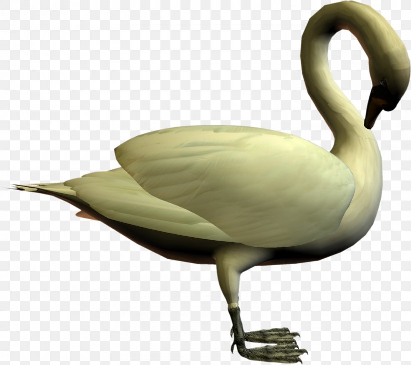 Cygnini Bird Goose Duck, PNG, 1600x1422px, Cygnini, Anatidae, Animal, Beak, Bird Download Free