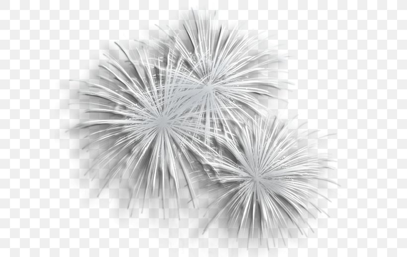 Fireworks Black And White Clip Art, PNG, 600x518px, Fireworks, Art, Black And White, Close Up, Dandelion Download Free
