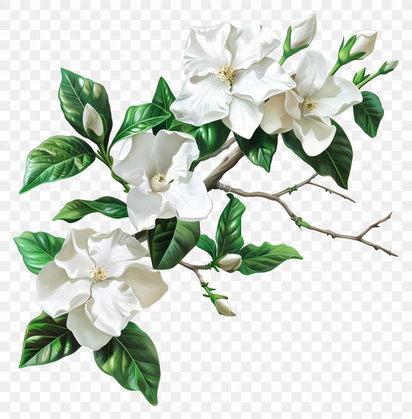 White Gardenia Flowers - Branch With White Flowers And Green Leaves PNG
