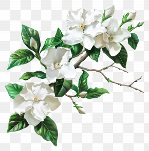 White Gardenia Flowers - Branch With White Flowers And Green Leaves PNG