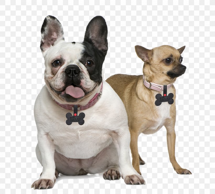 French Bulldog Toy Bulldog Chihuahua Puppy, PNG, 960x867px, French Bulldog, Breed, Bulldog, Carnivoran, Chihuahua Download Free