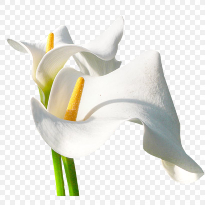 Arum-lily Flower Photography, PNG, 1024x1024px, Arumlily, Alismatales, Arum, Arum Family, Calas Download Free