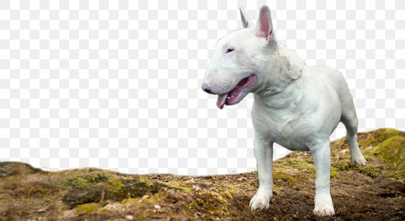 Bull Terrier (Miniature) Old English Terrier Berger Blanc Suisse White Shepherd, PNG, 998x546px, Bull Terrier, Berger Blanc Suisse, Breed, Bull, Bull Terrier Miniature Download Free
