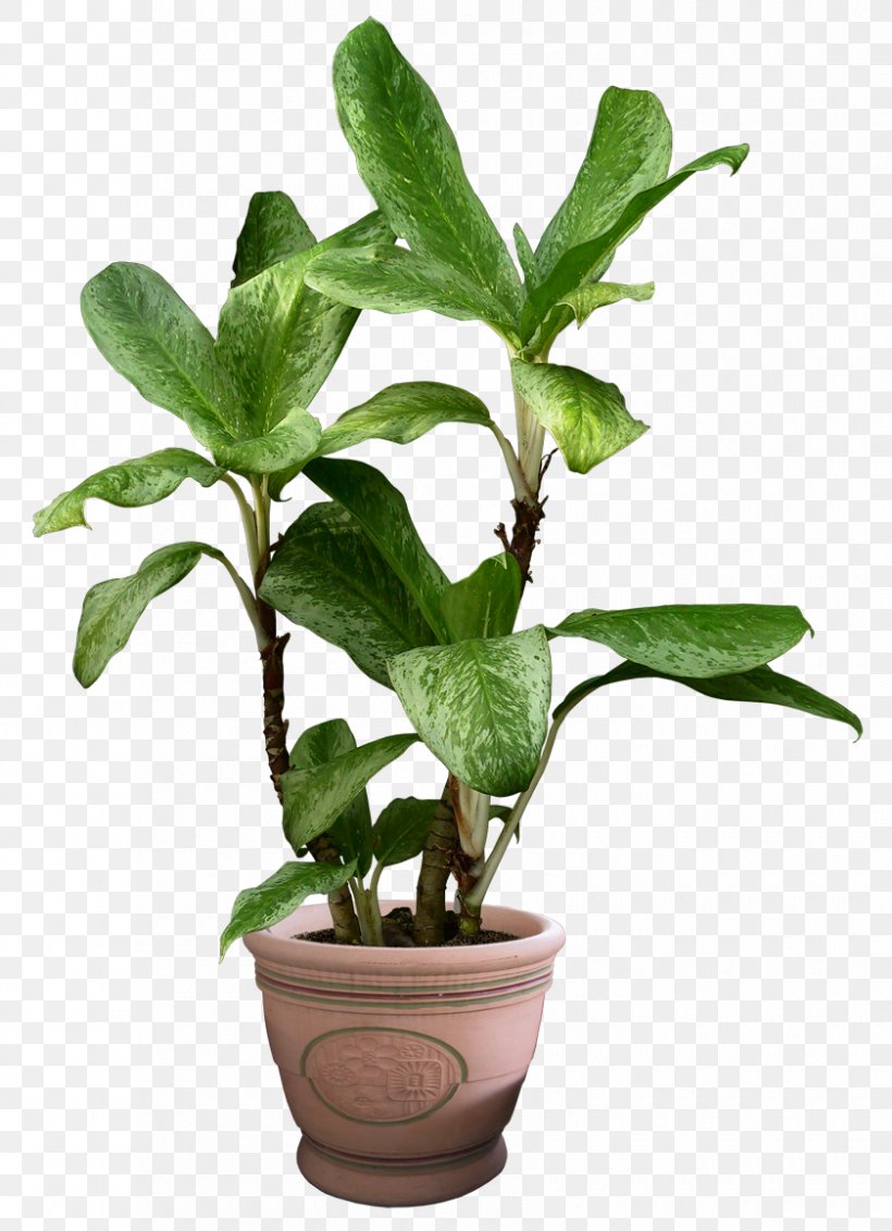 Devil's Ivy Houseplant, PNG, 840x1160px, Plant, Epipremnum, Flowerpot, Herb, Houseplant Download Free