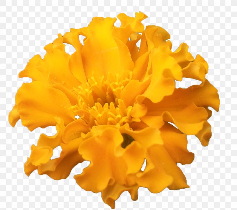 Flower, PNG, 1515x1344px, Flower, Calendula, Cut Flowers, Information, Orange Download Free