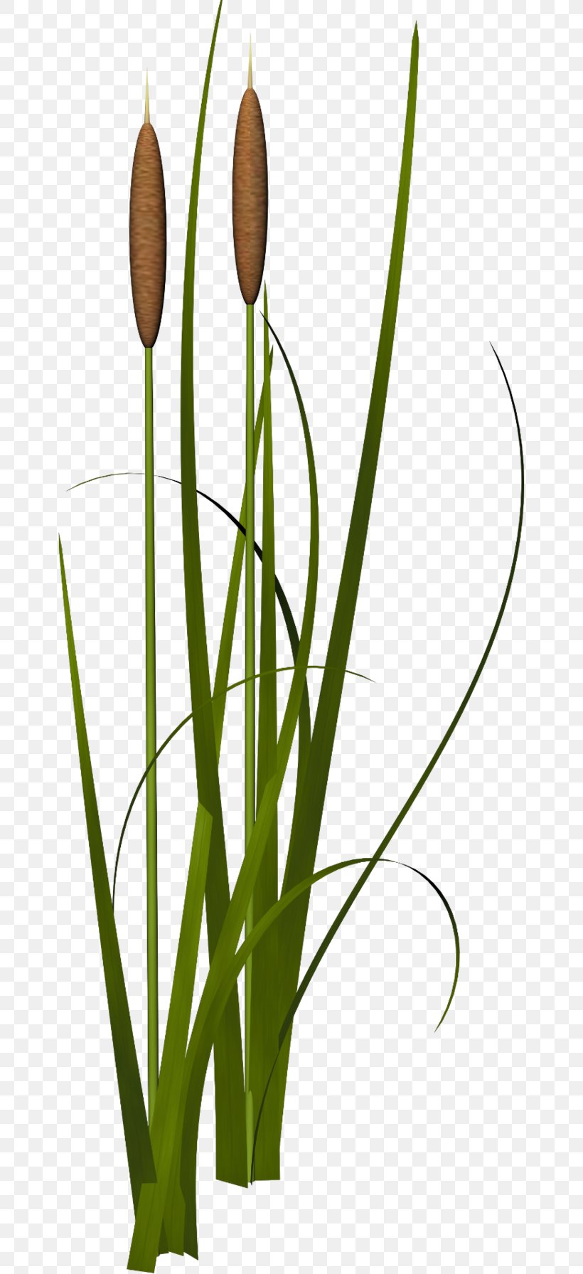 Reed Icon, PNG, 658x1791px, Reed, Branch, Flower, Flowering Plant, Google Images Download Free