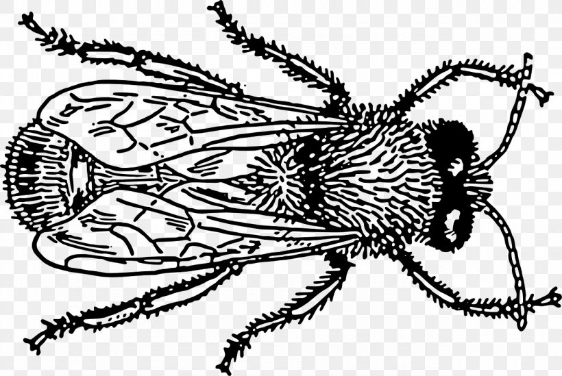 Bee Insect Drawing Clip Art, PNG, 1280x858px, Bee, Art, Arthropod, Artwork, Black And White Download Free