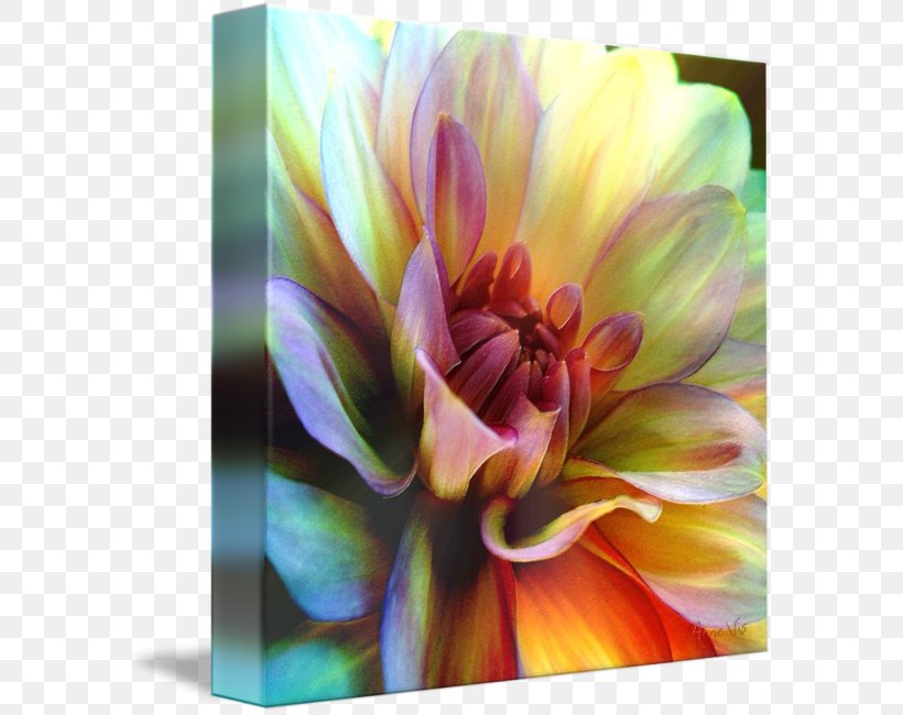 Dahlia Gallery Wrap Canvas Art Close-up, PNG, 589x650px, Dahlia, Art, Canvas, Closeup, Daisy Family Download Free