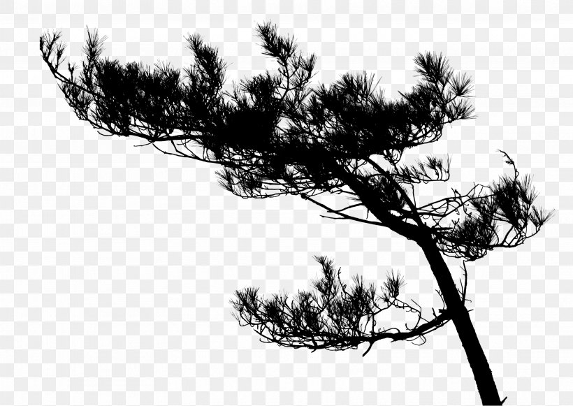 Download, PNG, 3531x2504px, Photography, Black And White, Branch, Conifer, Flora Download Free