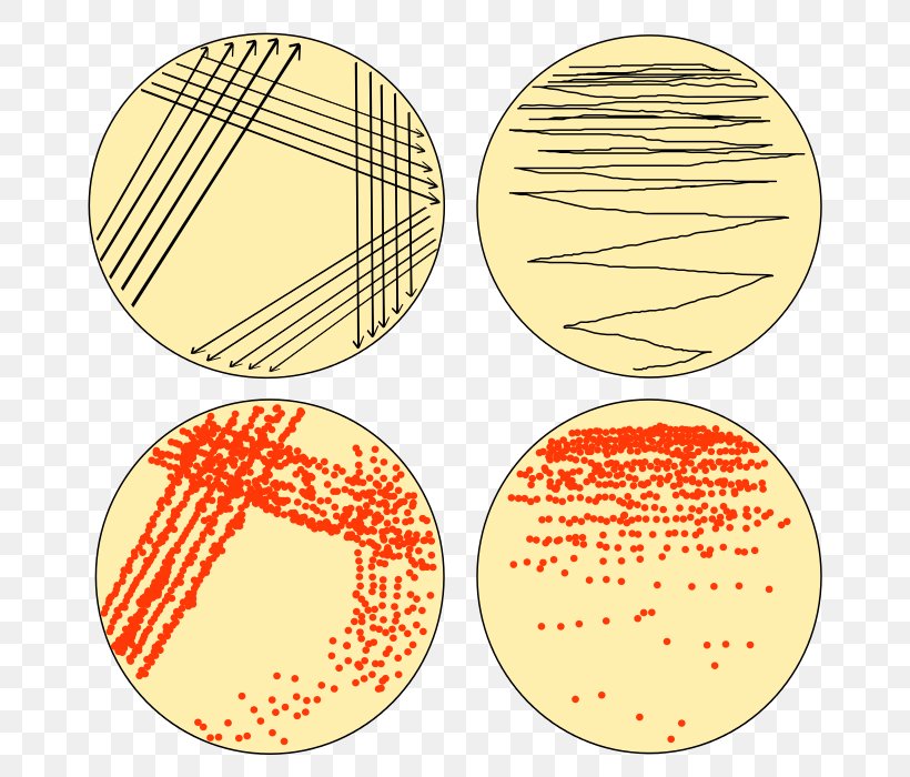 Streaking Microbiology Microbiological Culture Microorganism Bacteria, PNG, 700x700px, Streaking, Agar, Agar Plate, Area, Aseptic Technique Download Free