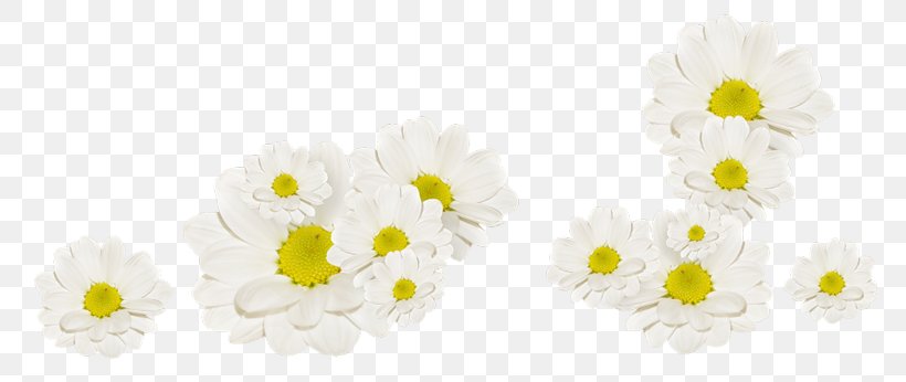 Fleur Blanche White Painting, PNG, 800x346px, Fleur Blanche, Chrysanthemum, Floral Design, Floristry, Flower Download Free