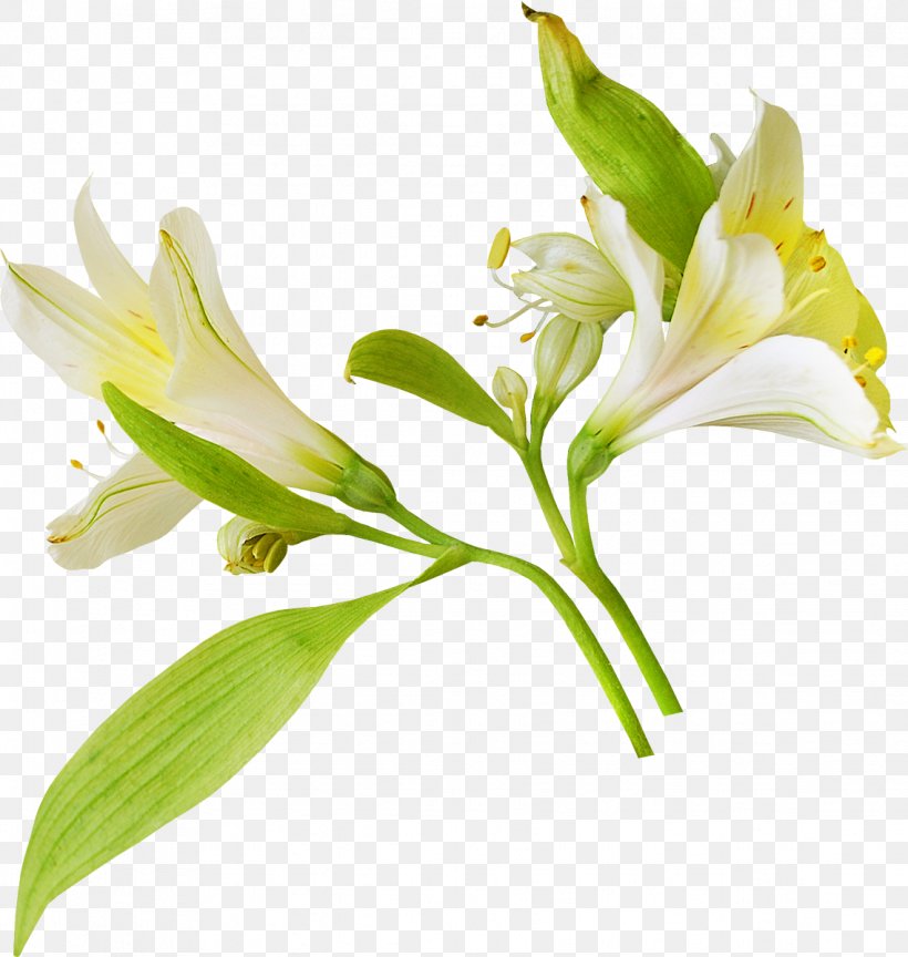 Flower Lilium Albom Clip Art, PNG, 1138x1200px, Flower, Albom, Album, Alstroemeriaceae, Benzersiz Download Free