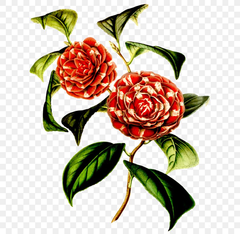 Garden Roses Floral Design Japanese Camellia Flower Botany, PNG, 644x800px, Garden Roses, Art, Artwork, Botanical Illustration, Botany Download Free