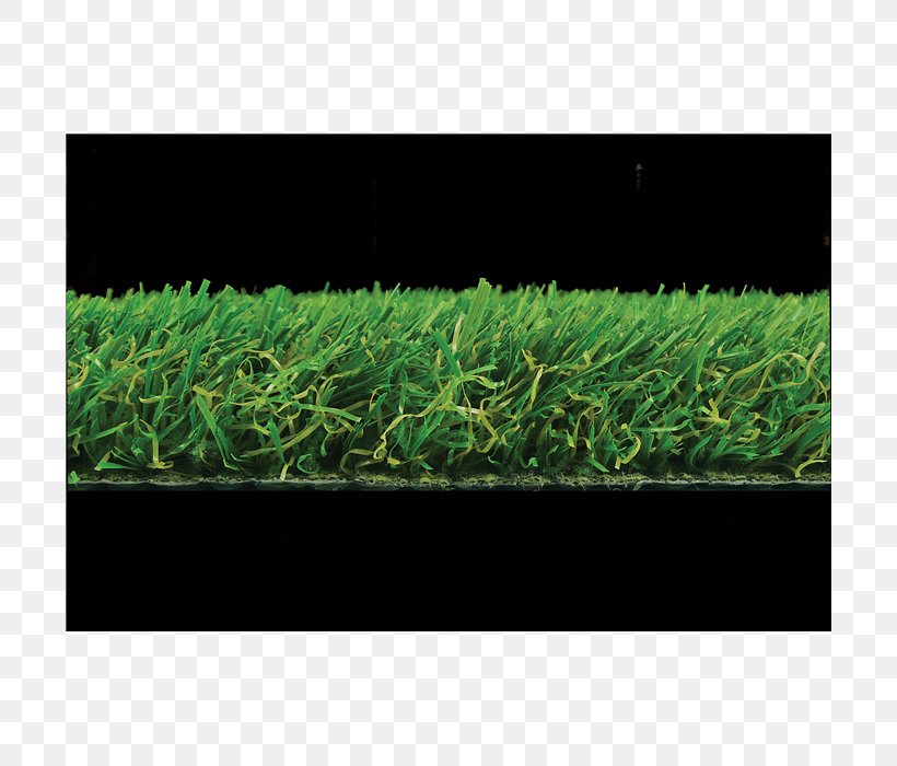 Lawn Grasses Rectangle Shrub, PNG, 700x700px, Lawn, Grass, Grass Family, Grasses, Plant Download Free