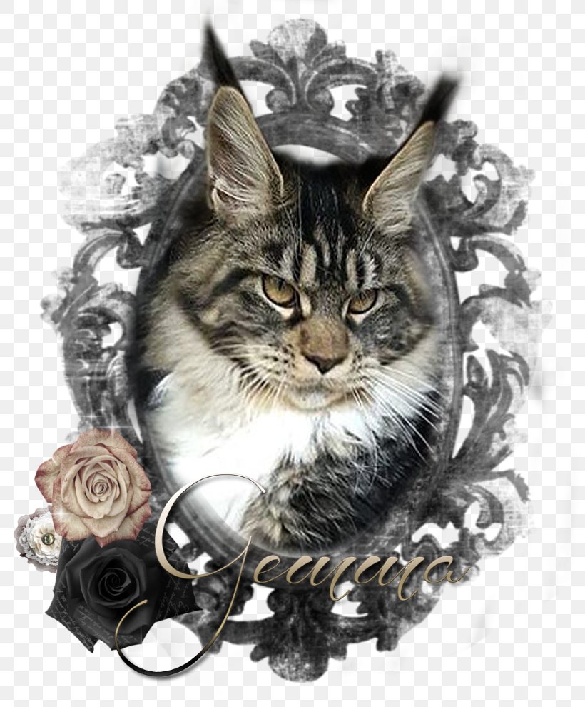Maine Coon Whiskers Tabby Cat Raccoon, PNG, 820x990px, Maine Coon, Carnivoran, Cat, Cat Like Mammal, Maine Download Free
