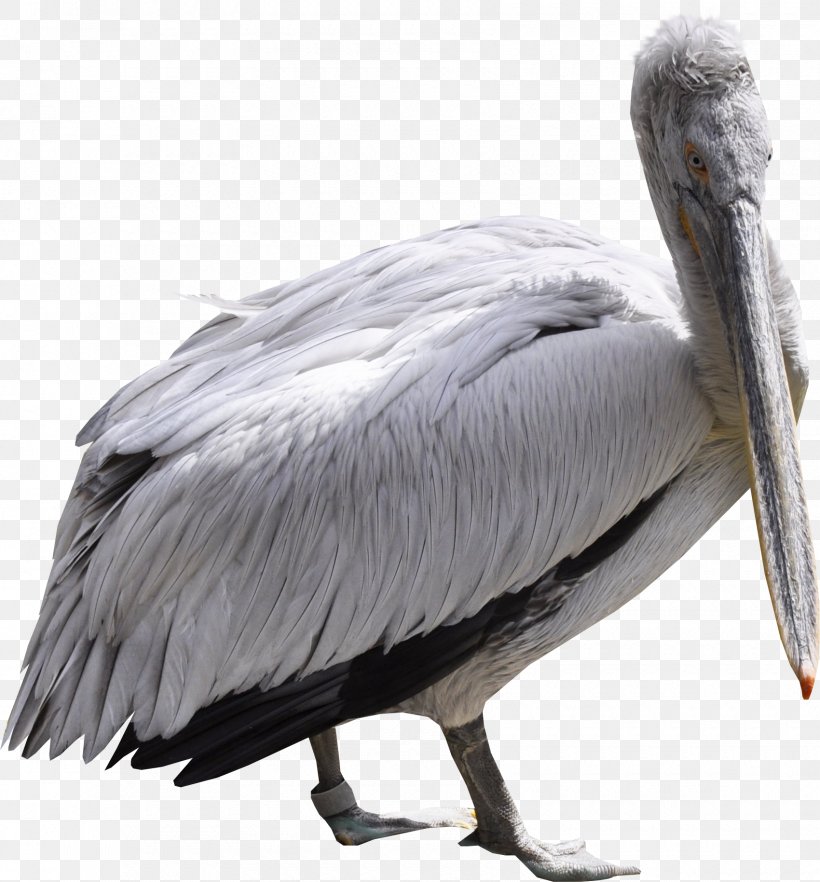 Pelican Bird Flamingos Ardea Ciconia, PNG, 1700x1829px, Pelican, Ardea, Beak, Bird, Ciconia Download Free