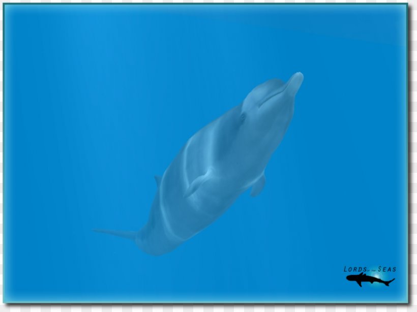 Shark Common Bottlenose Dolphin Tucuxi Short-beaked Common Dolphin Spinner Dolphin, PNG, 900x674px, Shark, Beaked Whale, Cetacea, Common Bottlenose Dolphin, Dolphin Download Free