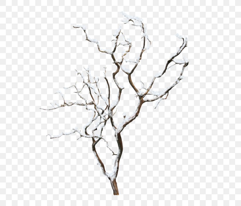 Tree, PNG, 700x700px, Tree, Artwork, Black And White, Branch, Drawing Download Free