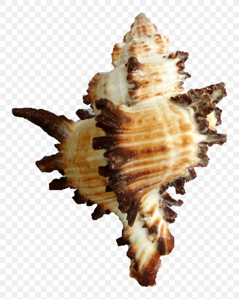 Cockle Seashell Sea Snail Conchology, PNG, 768x1024px, Cockle, Black, Caracola, Clams Oysters Mussels And Scallops, Color Download Free