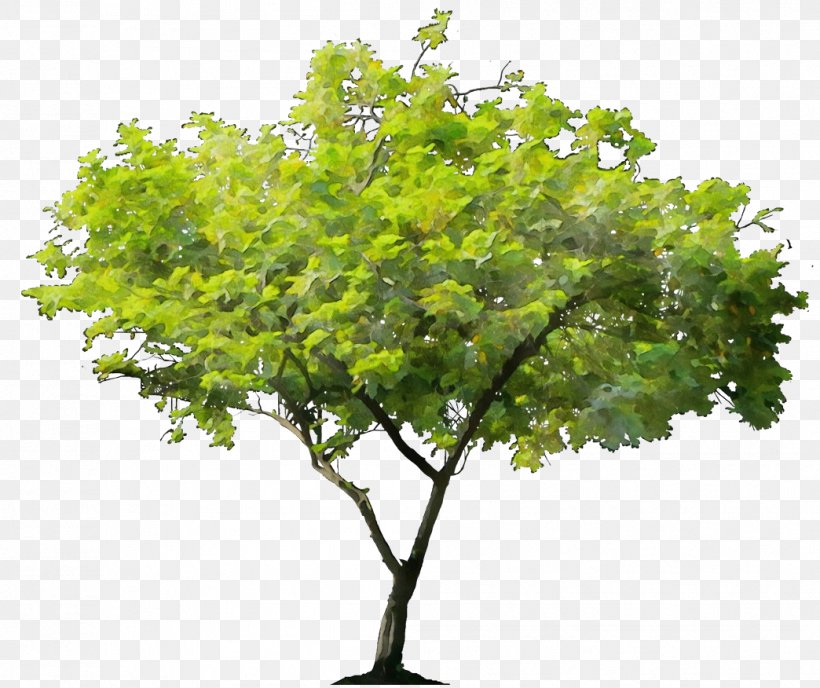 Tree Oak Wanda Maximoff Adobe Photoshop Trunk, PNG, 1044x876px, Tree, Bay Laurel, Branch, Flower, Flowering Plant Download Free