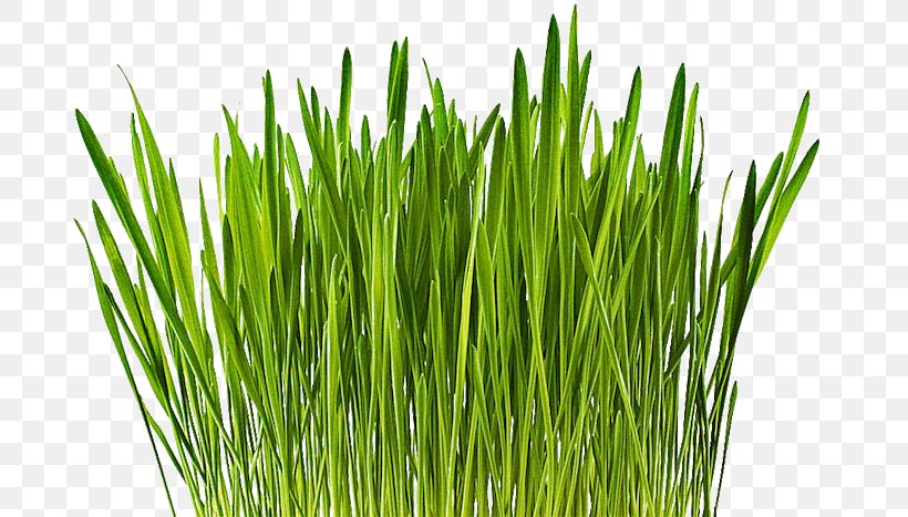 Wheatgrass Barley Cereal Vetiver Common Wheat, PNG, 733x467px, Wheatgrass, Barley, Barleys, Cereal, Chrysopogon Zizanioides Download Free