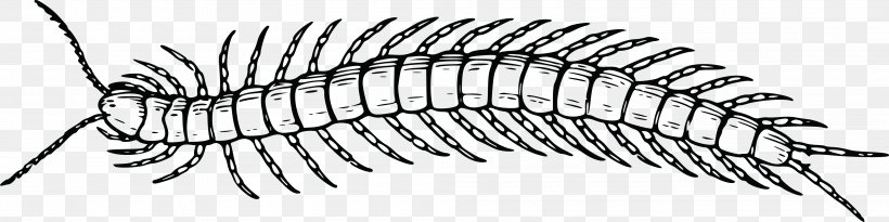 Windows Metafile Centipedes Clip Art, PNG, 4000x1002px, Windows Metafile, Arthropod, Black And White, Centipedes, Drawing Download Free