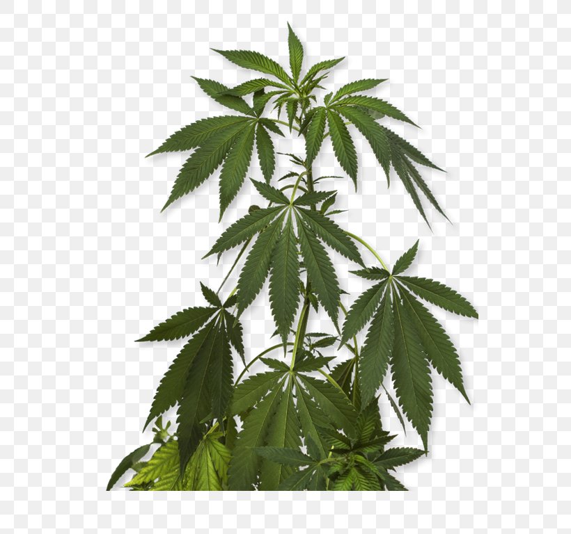 Cannabis Sativa Marijuana Medical Cannabis Hemp, PNG, 555x768px, Cannabis Sativa, Cannabidiol, Cannabinoid, Cannabinol, Cannabis Download Free