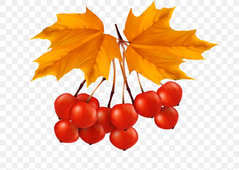 Clip Art Leaf Autumn Leaves, PNG, 699x585px, Leaf, Abscission, Autumn, Autumn Leaf Color, Autumn Leaves Download Free
