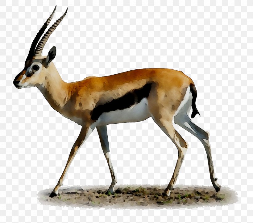 Desktop Wallpaper Springbok Impala Gazelle, PNG, 1698x1499px, Springbok, Animal, Antelope, Chamois, Cowgoat Family Download Free
