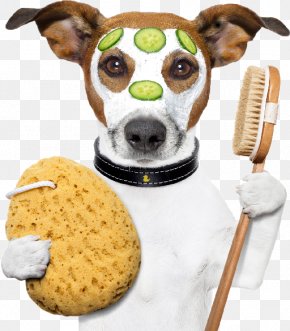 Cat - Pet Sitting Cat Yorkshire Terrier Dog Grooming PNG