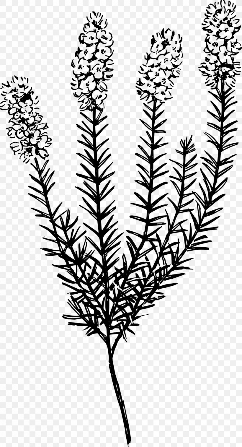 Plant Botany Calluna Clip Art, PNG, 1040x1920px, Plant, Biology, Black And White, Botany, Branch Download Free