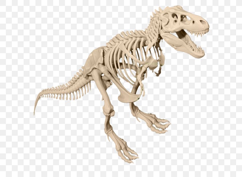 Tyrannosaurus Velociraptor Dinosaur Skeleton Aucasaurus, PNG, 600x600px, Tyrannosaurus, Animal, Animal Figure, Aucasaurus, Bone Download Free