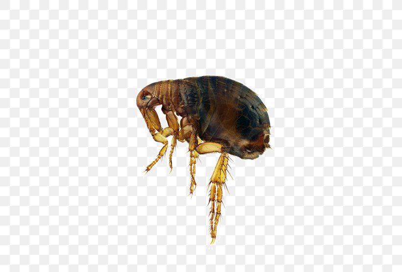 Dog And Cat, PNG, 555x555px, Cat, Arthropod, Cat Flea, Cat Fleas, Cat Health Download Free