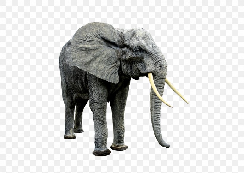 Endangered Species Asian Elephant Clip Art, PNG, 1145x815px, Endangered Species, African Bush Elephant, African Elephant, African Forest Elephant, Animal Download Free