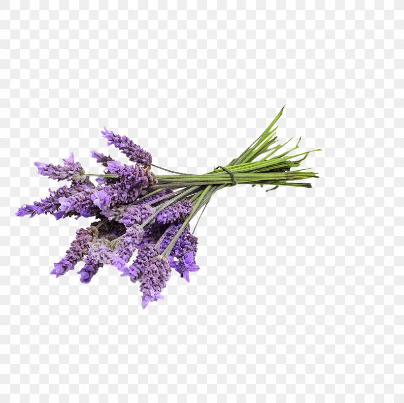English Lavender Essential Oil Lavender Oil Young Living, PNG, 2362x2362px, English Lavender, Aloe Vera, Aromatherapy, Branch, Essential Oil Download Free