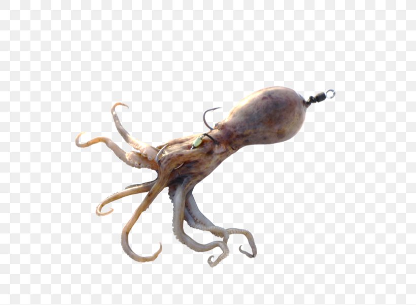 Octopus Squid Surf Fishing Bait, PNG, 800x601px, Octopus, Bait, Bass, Cephalopod, Decapodiformes Download Free