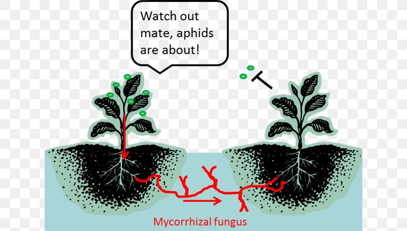 The Secret Life Of Plants Botany Mycorrhiza Plant Communication, PNG, 640x466px, Plants, Biology, Botany, Ecology, Ecosystem Download Free