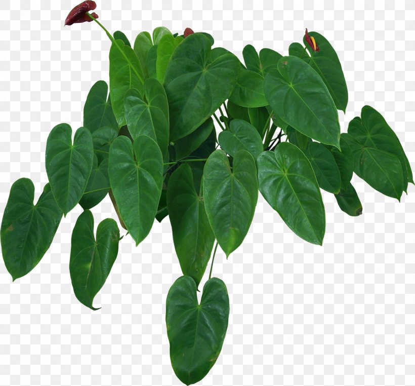 Flowerpot Houseplant Crock Bonsai, PNG, 1200x1116px, Flowerpot, Aspidistra, Aspidistra Elatior, Bonsai, Ceramic Download Free