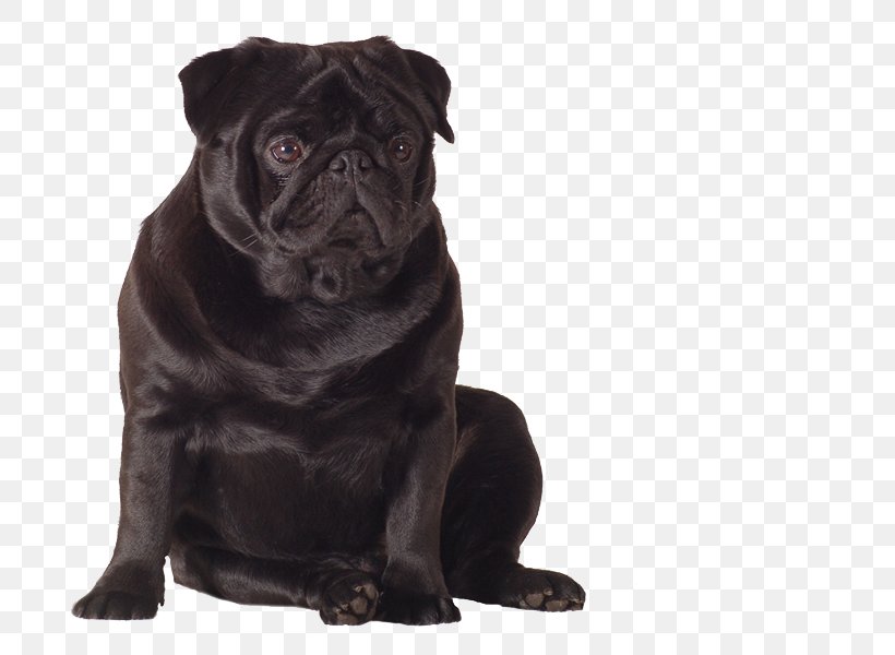 Pug Puppy Dog Breed Companion Dog Toy Dog, PNG, 800x600px, Pug, Animal, Breed, Carnivoran, Collar Download Free