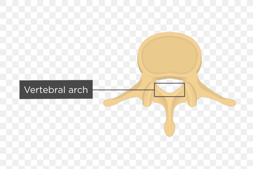 Vertebral Column Lumbar Vertebrae Vertebral Arch Anatomy, PNG, 745x550px, Vertebra, Anatomy, Body Of Vertebra, Brand, Com Download Free