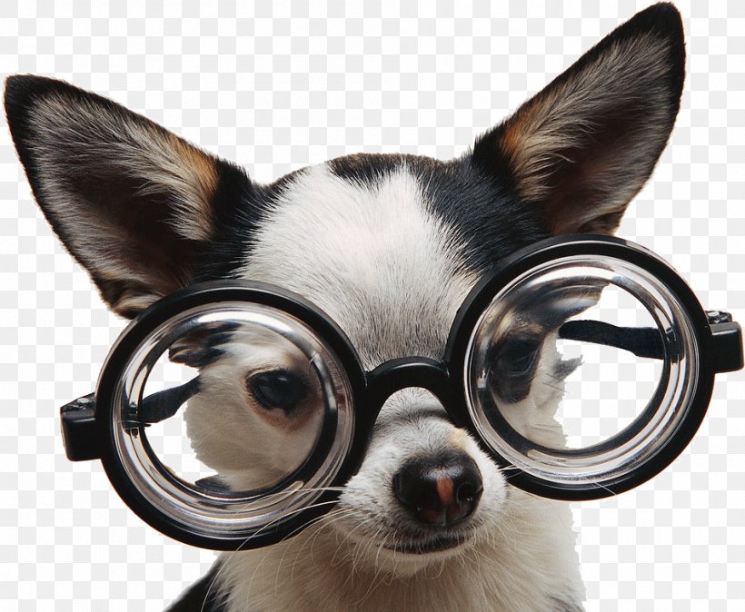 Chihuahua Puppy Glasses Dog Training Dog Breed, PNG, 950x781px, Chihuahua, American Kennel Club, Carnivoran, Companion Dog, Dog Download Free