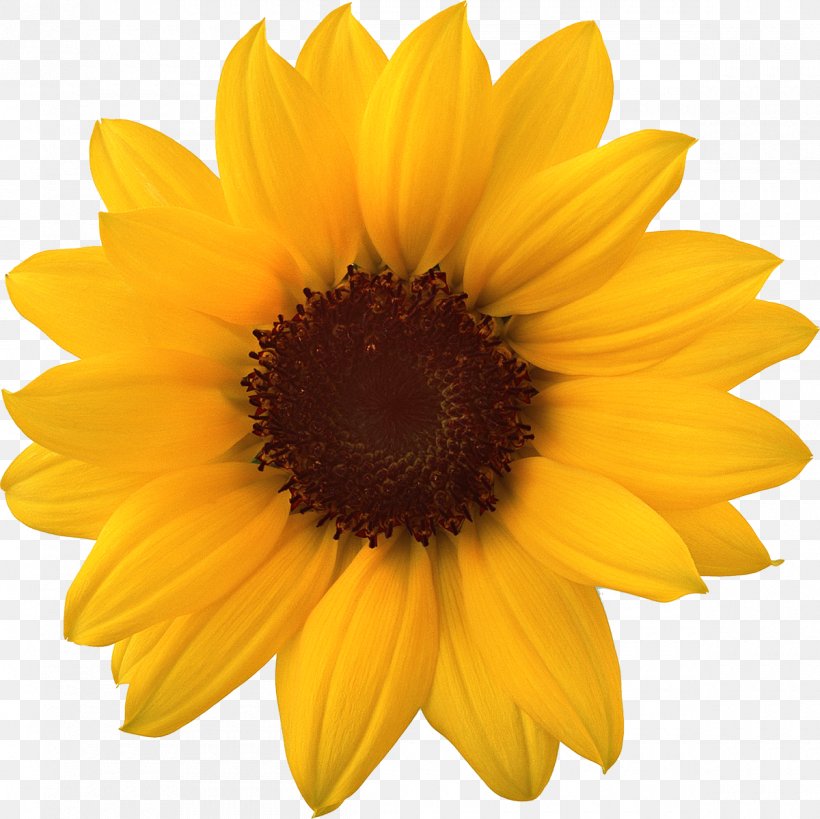Common Sunflower Clip Art Image, PNG, 1200x1199px, Common Sunflower, Daisy Family, Flower, Flowering Plant, Image File Formats Download Free