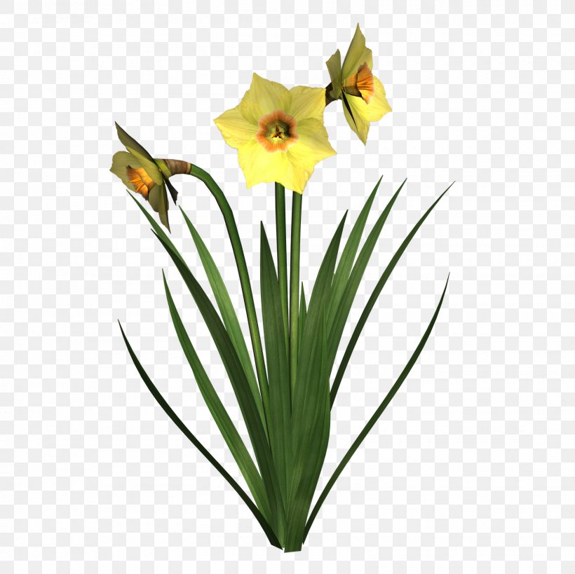 Daffodil Flower Clip Art, PNG, 1600x1600px, Narcissus Jonquilla, Amaryllis Family, Blog, Bulb, Cut Flowers Download Free