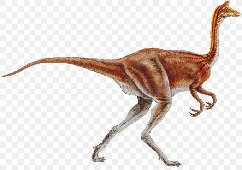 Ornithomimus Ornithomimosauria Nipponosaurus Pelecanimimus Garudimimus, PNG, 2464x1732px, Ornithomimus, Common Ostrich, Cretaceous, Dinosaur, Fauna Download Free