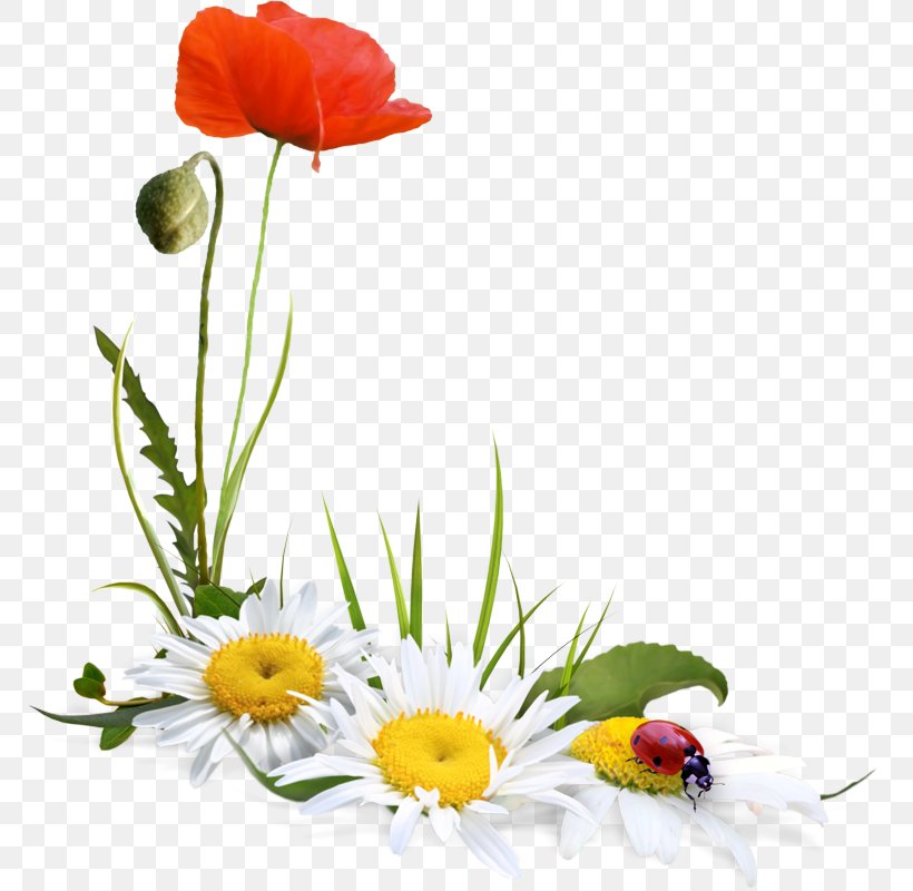 Flower Plant Cut Flowers Petal Chamomile, PNG, 800x800px, Flower, Chamomile, Corn Poppy, Cut Flowers, Mayweed Download Free