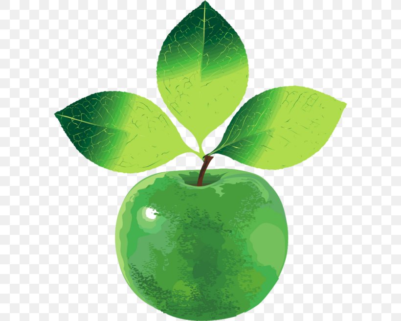Fruit Apple, PNG, 600x656px, Fruit, Apple, Google Images, Green, Leaf Download Free