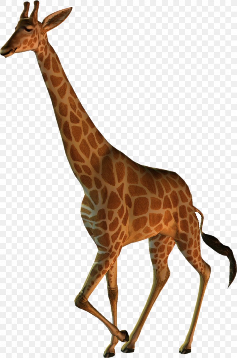 Northern Giraffe Masai Giraffe Animal Wildlife Clip Art, PNG, 961x1451px, Northern Giraffe, Animal, Deer, Fauna, Giraffe Download Free